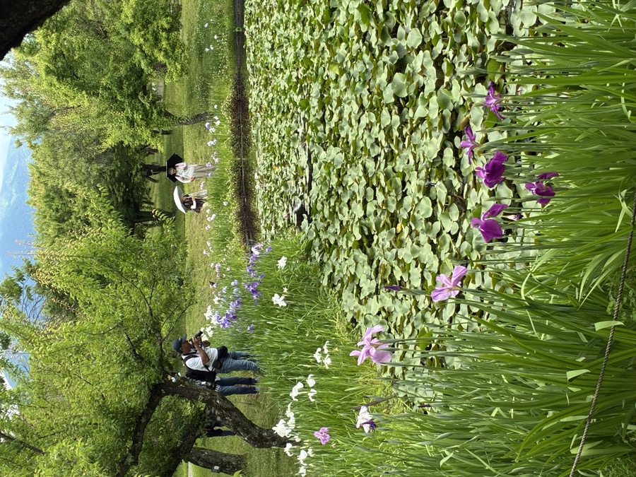 菖蒲と睡蓮の池